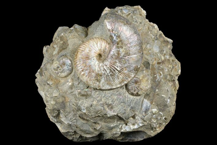 Iridescent Ammonite (Hoploscaphites) - South Dakota #180844